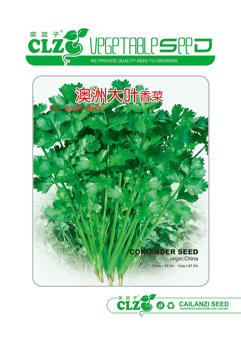 澳洲大叶香菜