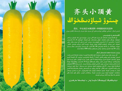 齐头小顶黄-拷贝