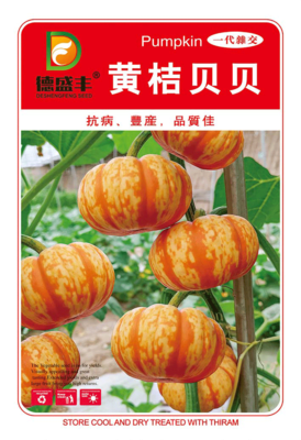 黄桔贝贝