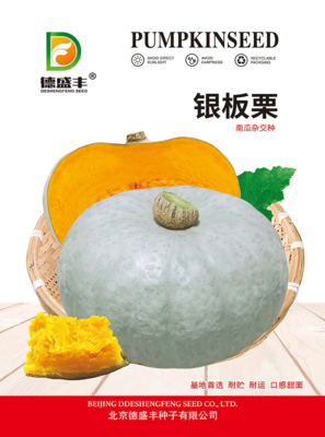 银板栗